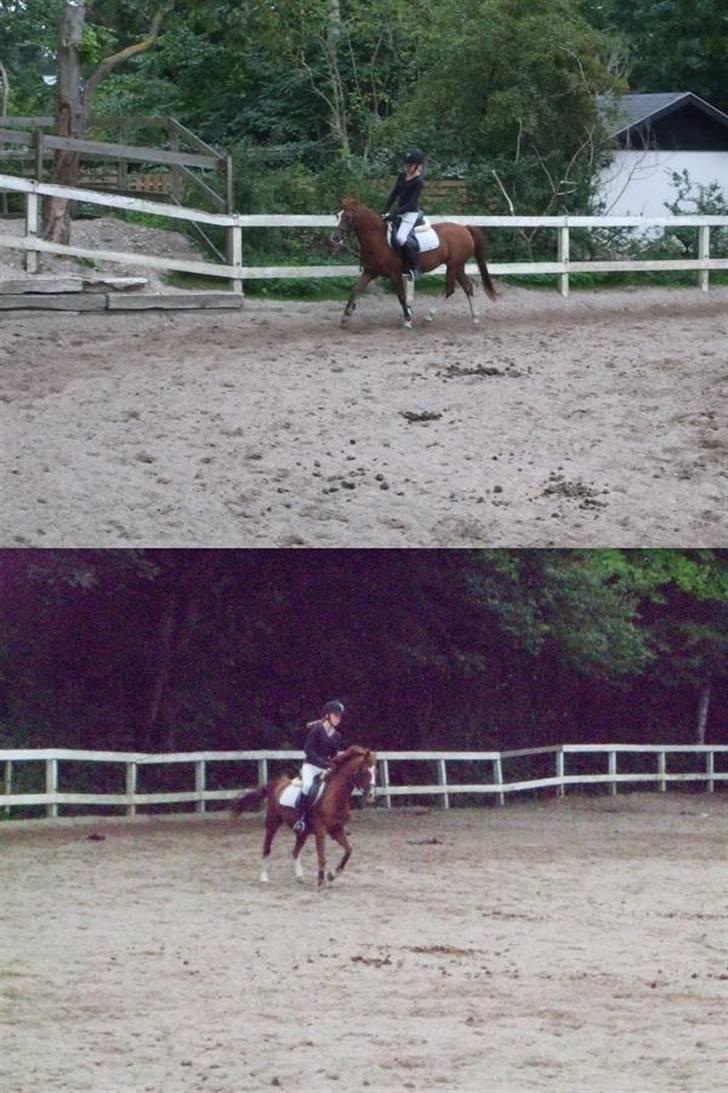 Anden særlig race Lighter <3 - 09#*Fantastisk dressur-time! ilu <3 billede 9