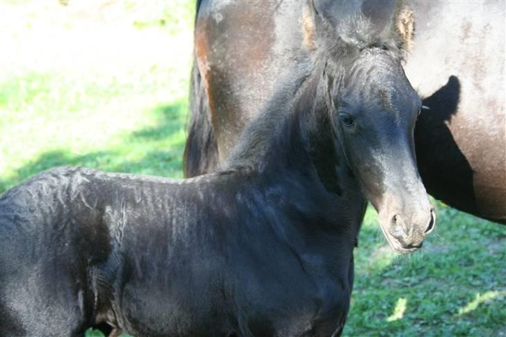 Frieser Blake "SOLGT" billede 17