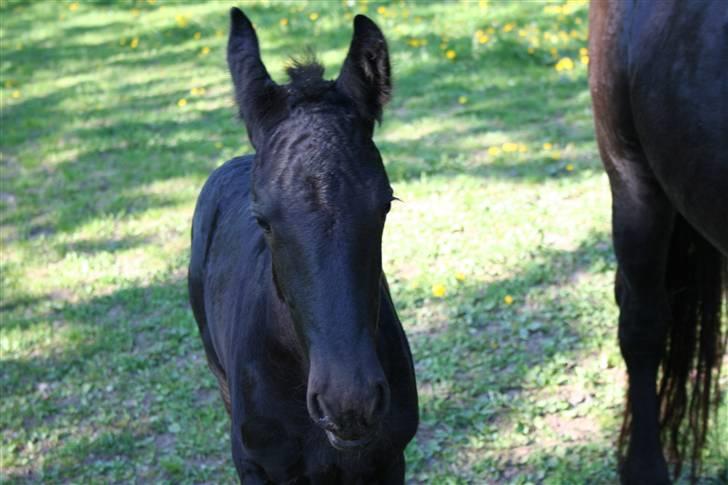 Frieser Blake "SOLGT" billede 18