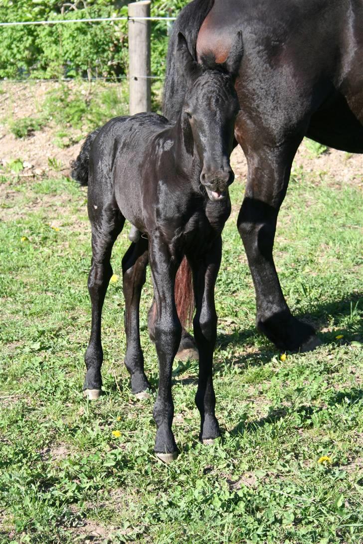 Frieser Blake "SOLGT" billede 19