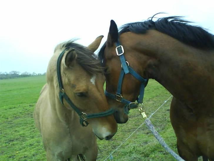 Connemara Enghøjs Sandy Touch-SAVNET - You’re the diamonds, you’re the pearls
 billede 17