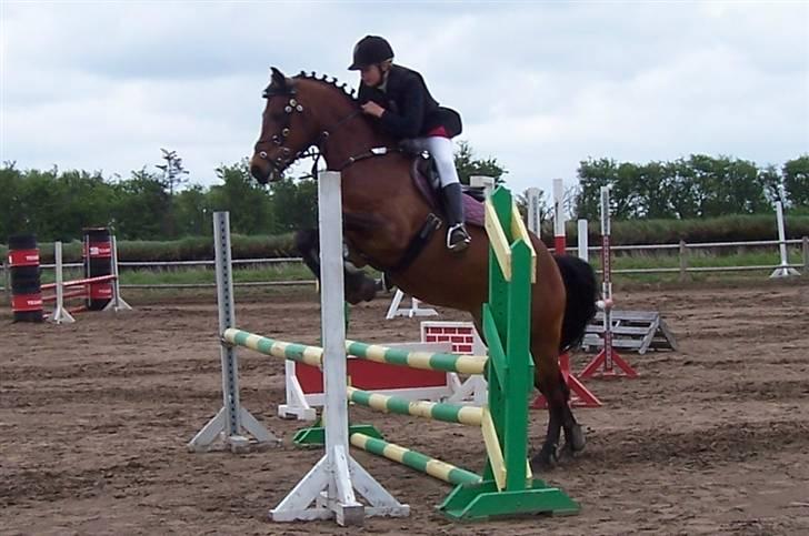 Connemara Enghøjs Sandy Touch-SAVNET - LB på snorgaarden:O) billede 18