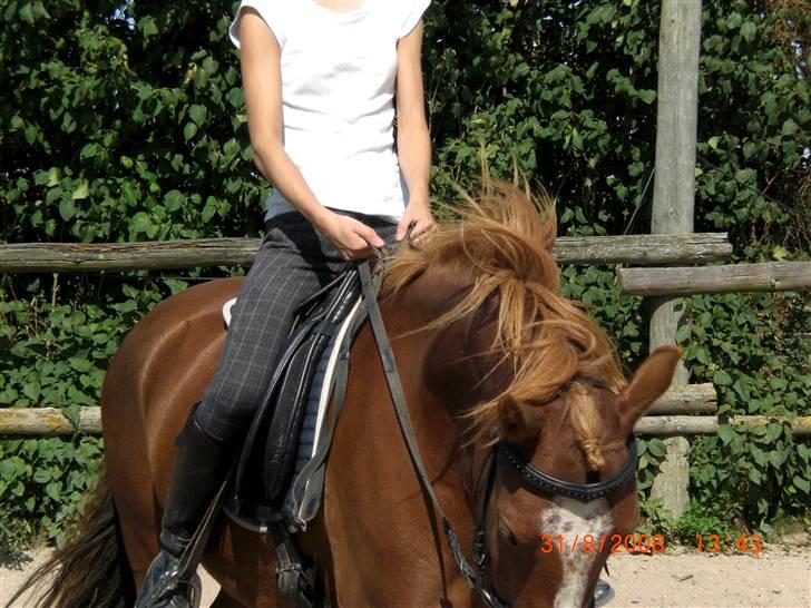 DSP Holmgaard Mesann  - 13. Mig og krølle i trav d. 31 August  billede 13