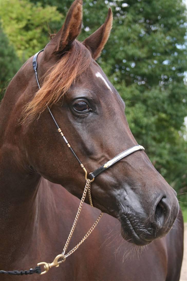 Arabisk fuldblod (OX) Princess Calisia OX billede 2