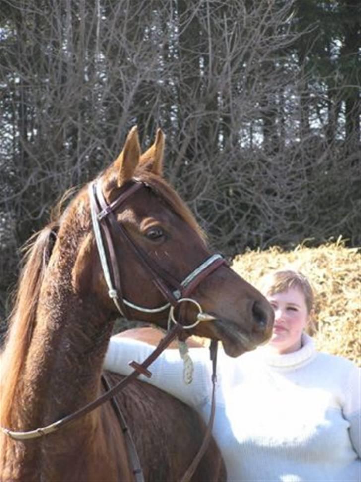 Arabisk fuldblod (OX) Princess Calisia OX billede 4