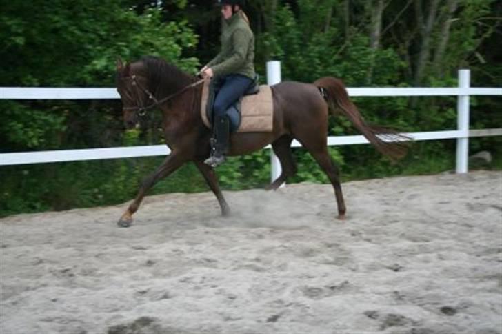 Arabisk fuldblod (OX) Princess Calisia OX billede 8