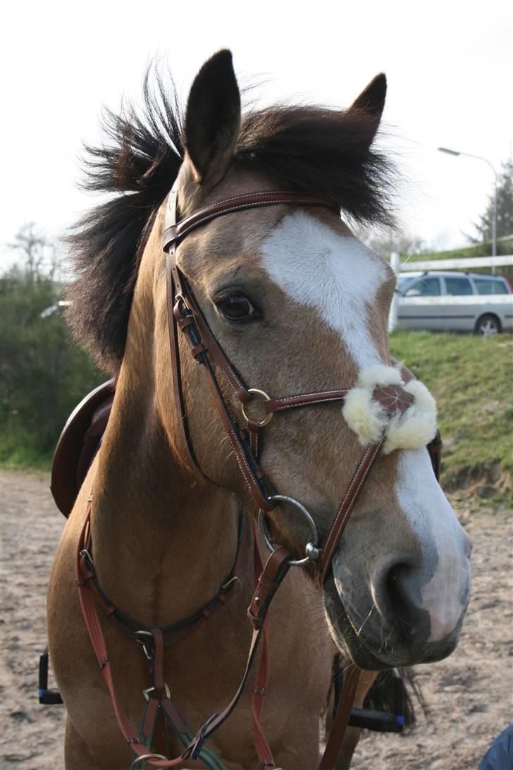 Irsk Sportspony Lady Light Foot :* SOLGT!* - Nurh, Elsker dig foraltid !! <´33 billede 13