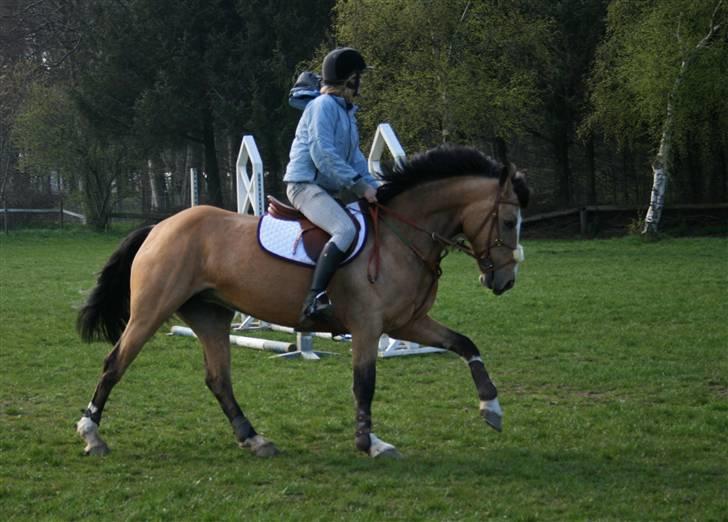 Irsk Sportspony Lady Light Foot :* SOLGT!* - Lady, du er sgu det bedste der er hendt mig ! Du er mit et & alt ! - Du kan bare ikke beskrives skat :I<333 billede 16