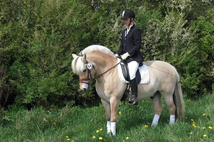 Fjordhest GasMads "solgt og savnet" - Mads og jeg "klar parat stævnestart"<3 foto taget af Mutti <3 billede 15