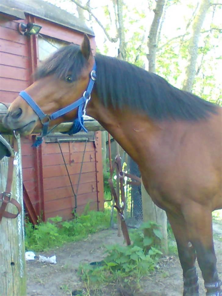 Anden særlig race Pluto  billede 9