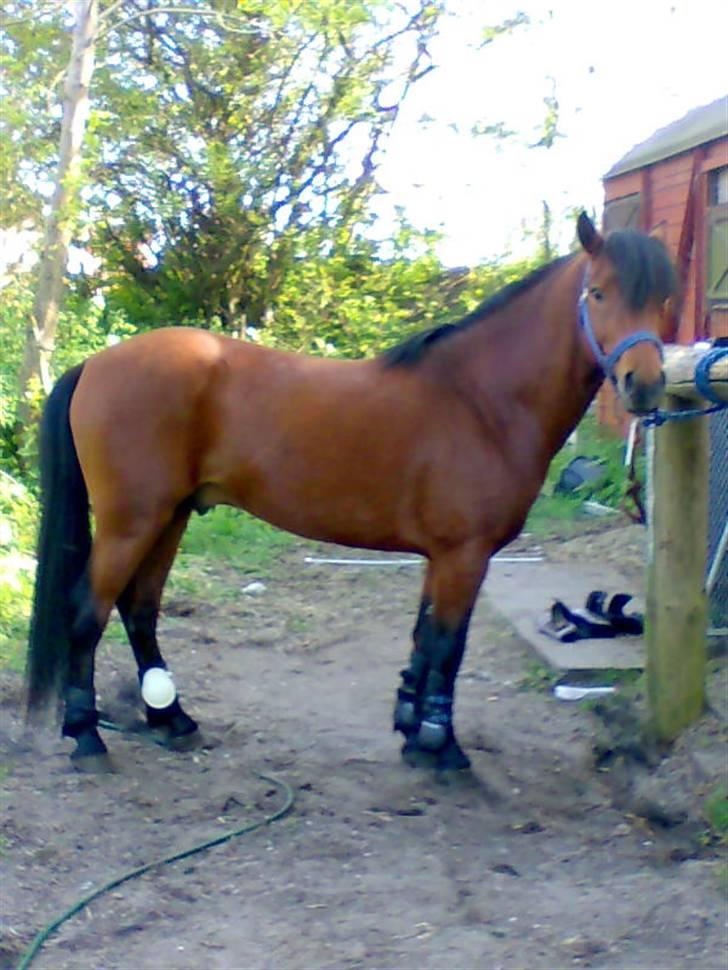 Anden særlig race Pluto  billede 10