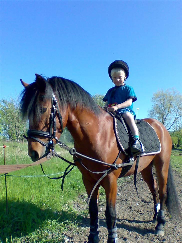 Anden særlig race Pluto  billede 11