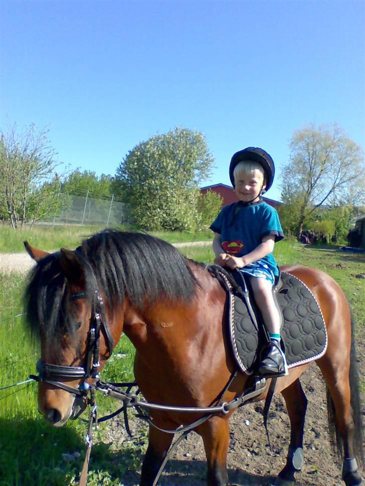 Anden særlig race Pluto  billede 12