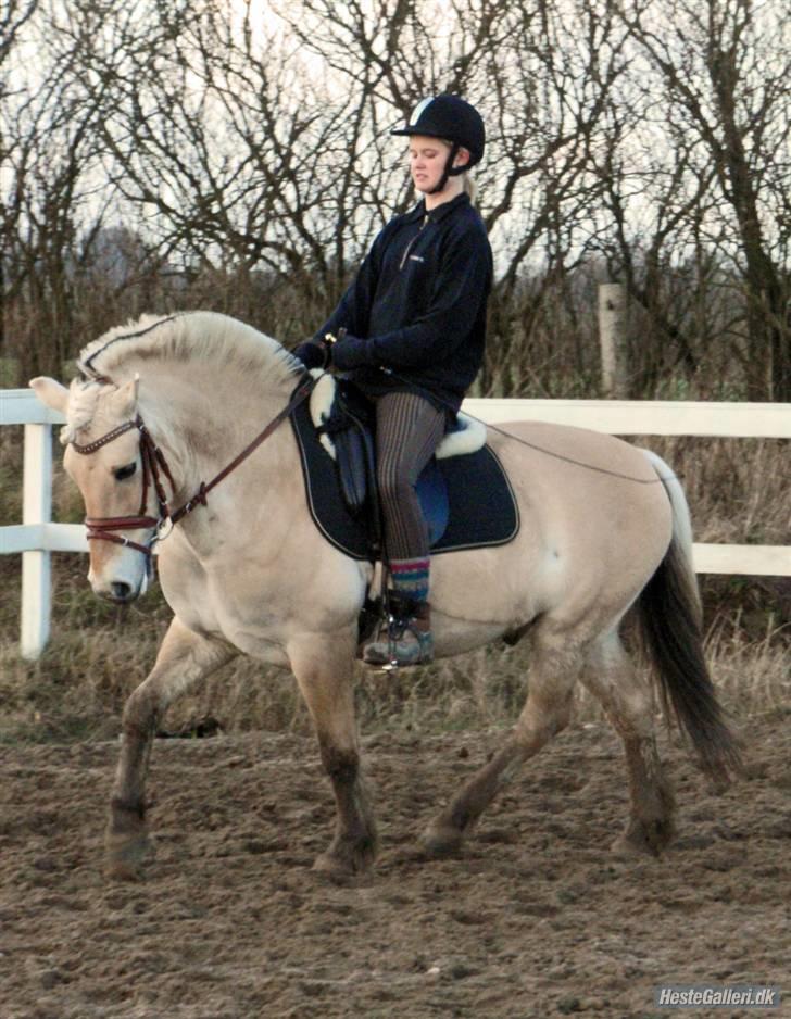 Fjordhest GasMads "solgt og savnet" - se hvilken gang <3 mums <3 takker til Tes som tog dette skønne billede billede 16