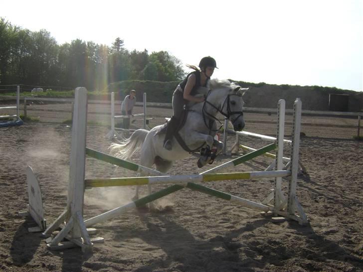 Anden særlig race Igors Silver Speedy Solgt billede 19