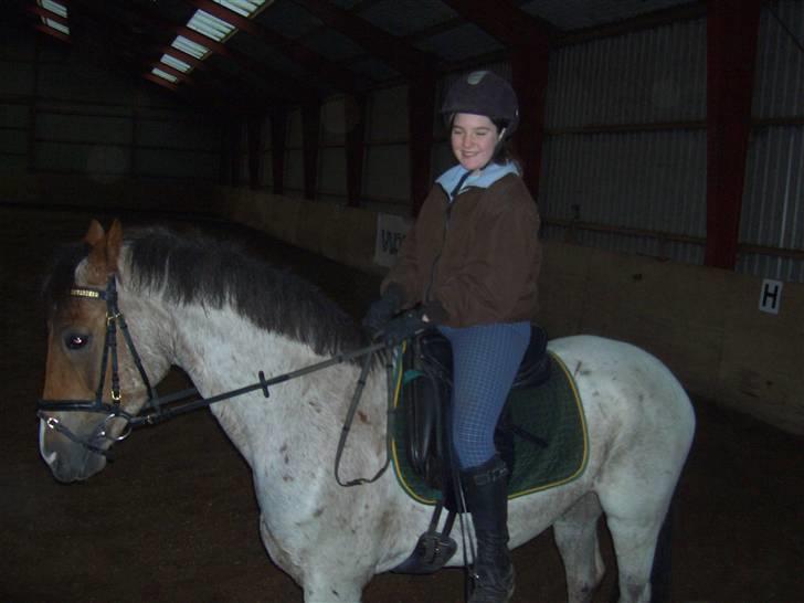 Welsh Cob (sec D) Goya **solgt** billede 12