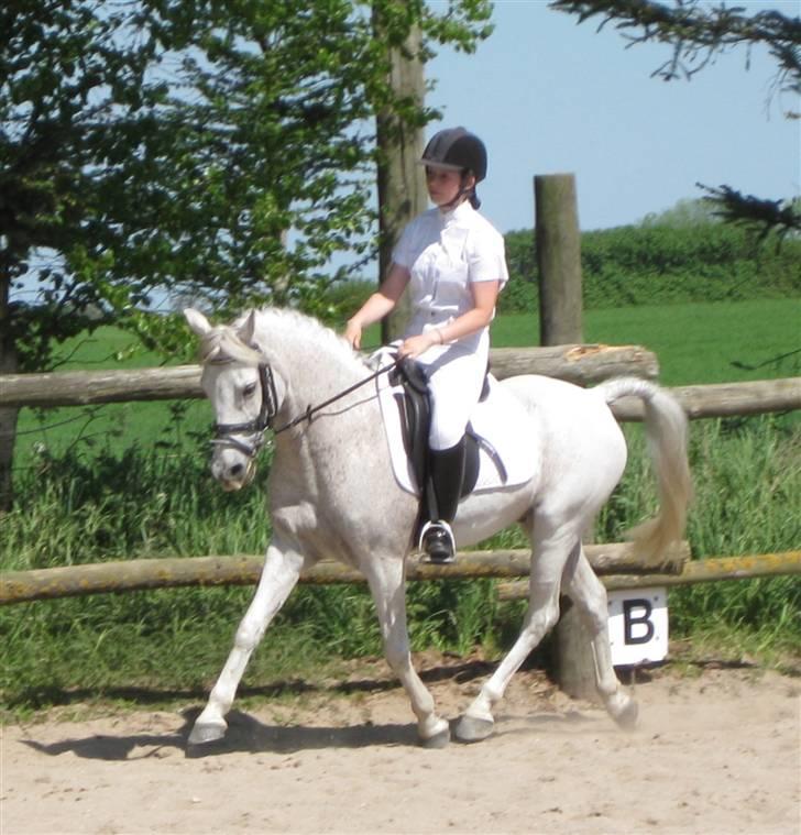 Anden særlig race Igors Silver Speedy Solgt - Vantinge 08 ,. han er da fin  billede 20