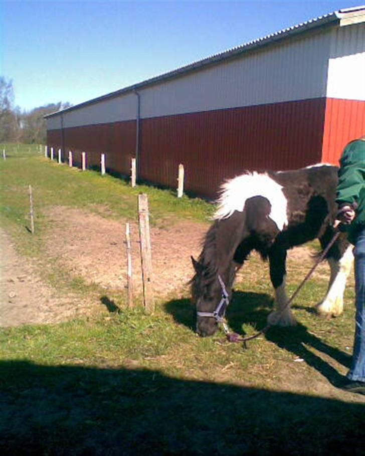 Tinker Thor solgt:-( - lidt hygge isnor, græset skal jo også smages på billede 10