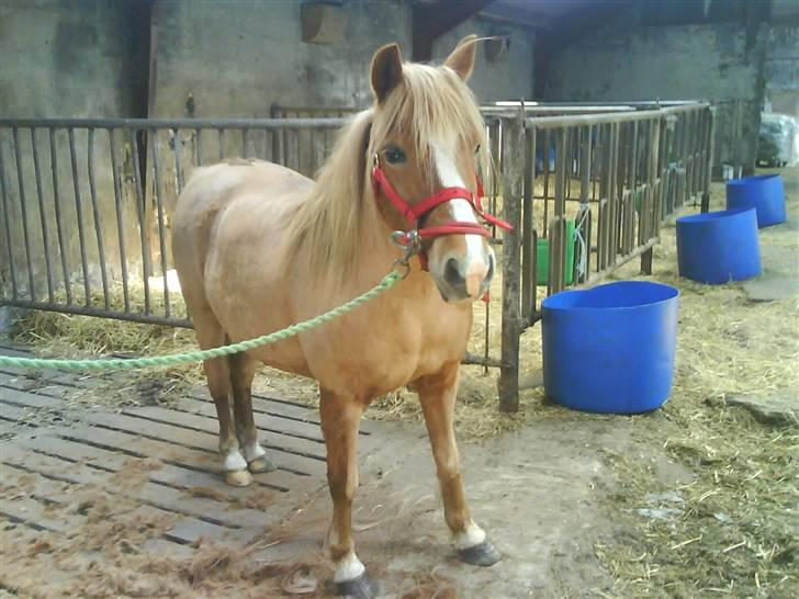 Anden særlig race Blis *Sov godt min pige* - ny klippet hoppe. dejlig!! billede 8