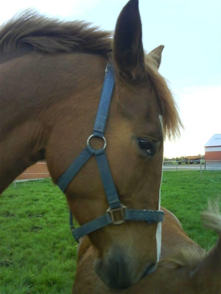 Anden særlig race Stald Amour´s Shana - Shana ville bide lille blis fordi jeg  ikke gav hende den opmærksomhed billede 11