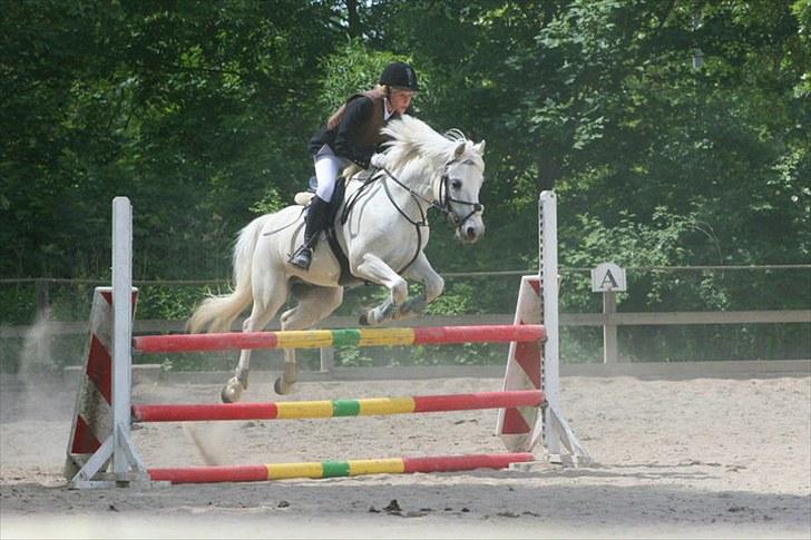 Connemara Banks Captain - stævne på DYR - 90 cm (-: billede 3