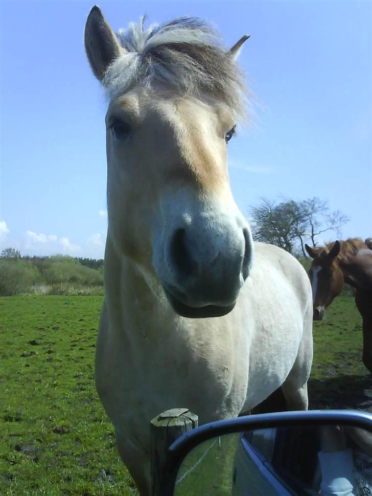 Fjordhest Silas *Solgt* - hey hva så der?!!! billede 10