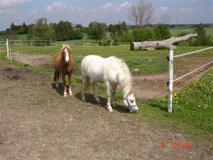 Welsh Mountain (sec A) Rytterskolens Dr. Bombay - Bombay og hans bror  billede 2