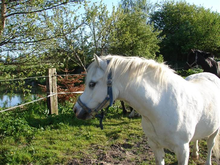 Welsh Mountain (sec A) Rytterskolens Dr. Bombay - Bombay<33 billede 7