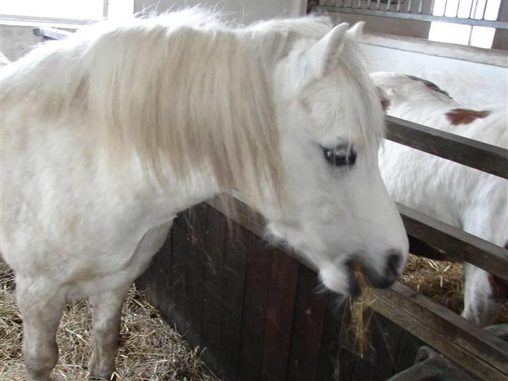 Welsh Mountain (sec A) Rytterskolens Dr. Bombay - Bombay i boks :D billede 10