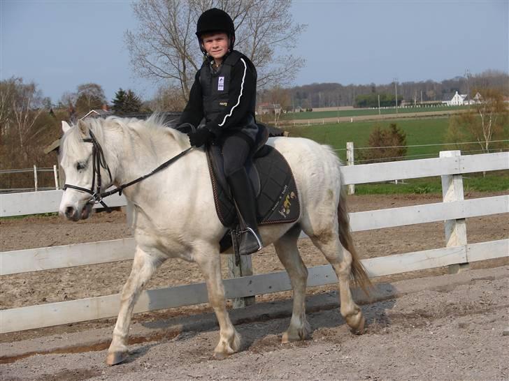 Welsh Mountain (sec A) Rytterskolens Dr. Bombay - Bombay til undervisning rytter sebastian billede 11