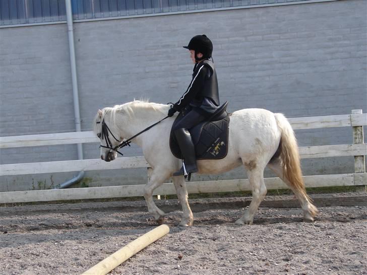 Welsh Mountain (sec A) Rytterskolens Dr. Bombay - Bombay til undervisning rytter sebastian billede 13