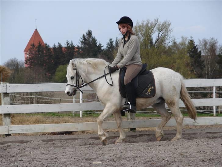 Welsh Mountain (sec A) Rytterskolens Dr. Bombay - Bombay til undervisning rytter Mette billede 17