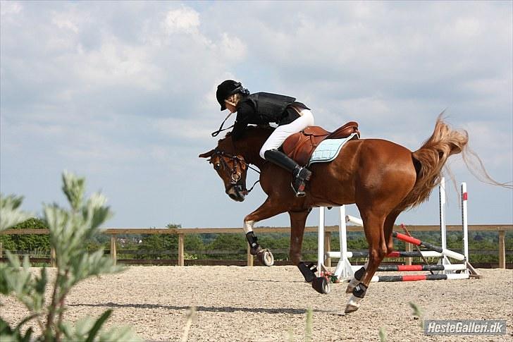 Welsh Pony af Cob-type (sec C) Eternal Amal<3 - billede 8: Springning !! vildbasse til klubmesterskabet blev nr. 4 (: billede 5