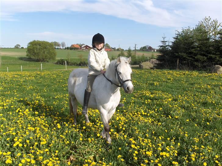 Welsh Mountain (sec A) Rytterskolens Dr. Bombay - Bombay <33 rytter majse billede 19