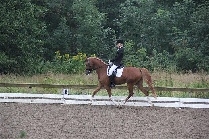 Welsh Pony af Cob-type (sec C) Eternal Amal<3 - billede 9: La4 <3  billede 6