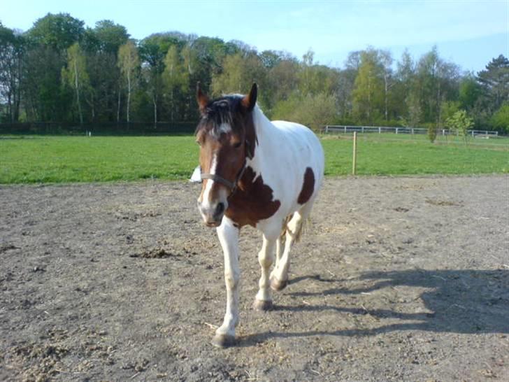 Anden særlig race Toffie SAVNER DIG :'( - Ude på folden , han kom over til mig :´D [Foto: Mig] billede 8