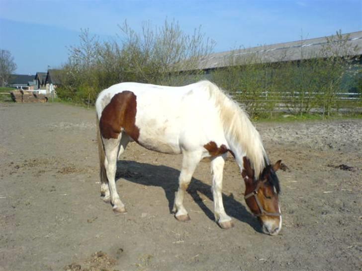 Anden særlig race Toffie SAVNER DIG :'( - Bassen på folden :D [Foto: Mig] billede 9