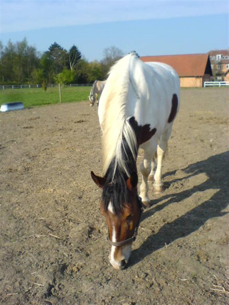 Anden særlig race Toffie SAVNER DIG :'( - Han ser jo tynd ud :D [Foto: Mig] billede 10