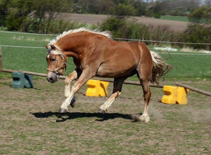 Haflinger RIDEDYRET ALADDIN - fotograf: mig selv :) 3 års billede 3