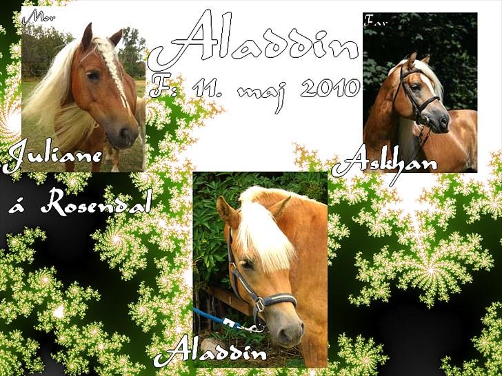 Haflinger RIDEDYRET ALADDIN - stamtavle med billeder billede 4