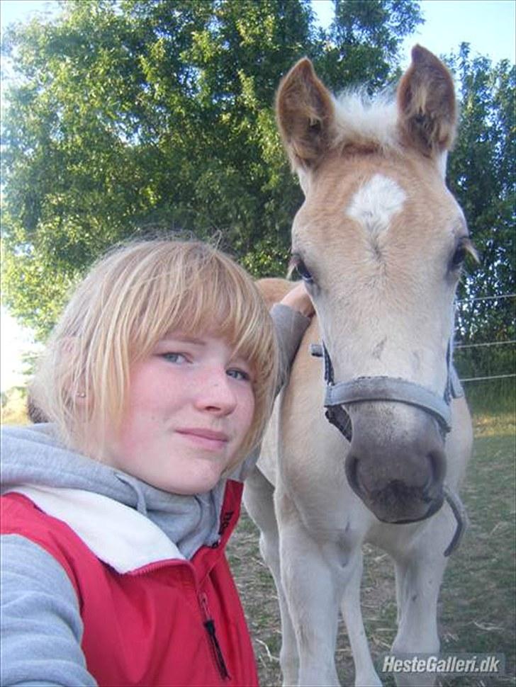 Haflinger RIDEDYRET ALADDIN - 3-4 mdrs billede 5