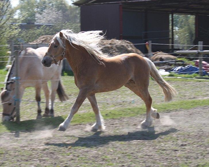 Haflinger RIDEDYRET ALADDIN billede 6