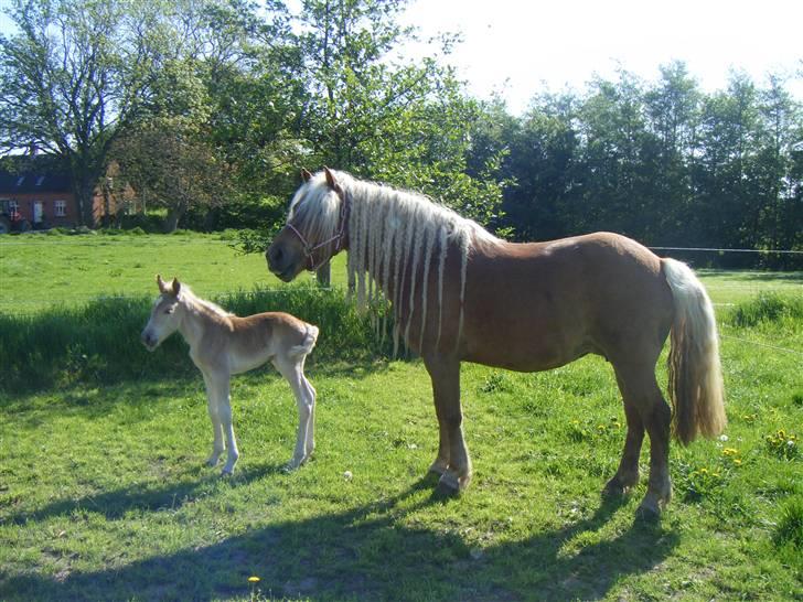 Haflinger RIDEDYRET ALADDIN - få dage gammel billede 7