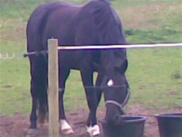 Dansk Varmblod Flintegårdens Chagall R.I.P. billede 1