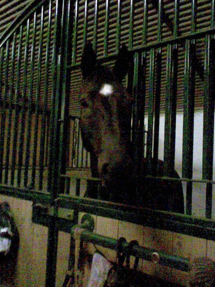 Dansk Varmblod Flintegårdens Chagall R.I.P. billede 2