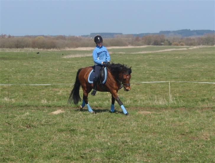 New Forest Staldbakkens Bakkestjerne - Mig og Stjerne rider dressur, med sæt ;) foto: mor billede 9