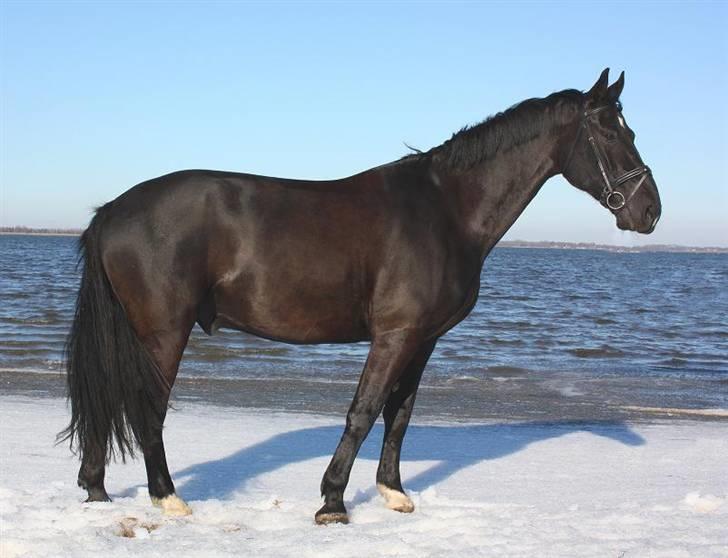 Oldenborg Bøgely´s Magic Star billede 3