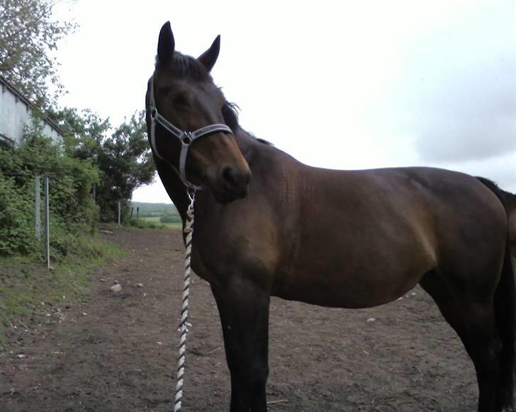 Oldenborg Debbie *gammel part* - Debbie på marken. billede 18