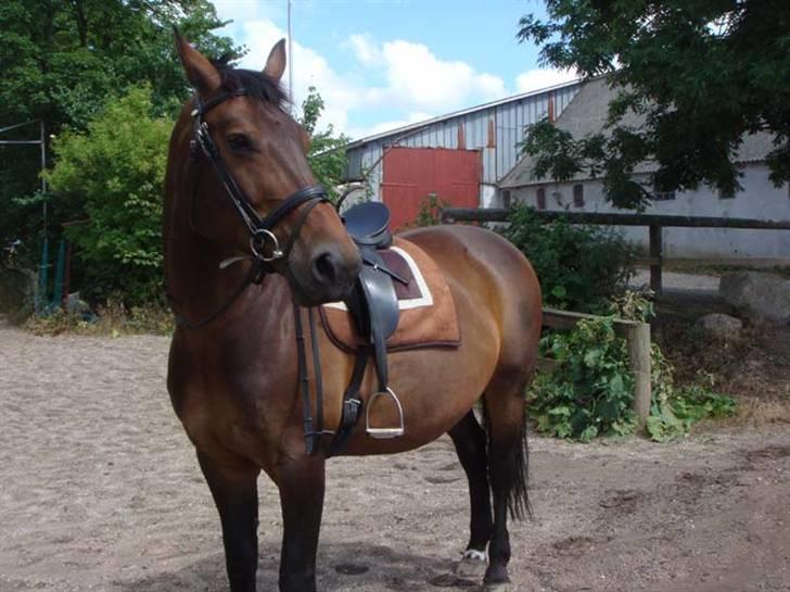 Oldenborg Debbie *gammel part* - Debbie 9/7 Fotograf: Nina billede 20