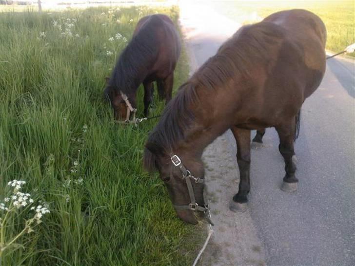 Islænder Arild billede 12